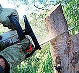 Best Leaf Removal  in Lmer Heights, PA