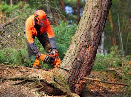  Lmer Heights, PA Tree Care Pros