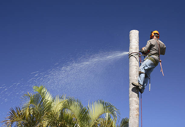 Best Storm Damage Tree Cleanup  in Lmer Heights, PA