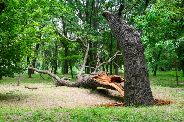 Trusted Palmer Heights, PA Tree Care Experts