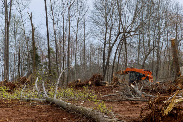  Lmer Heights, PA Tree Care Pros