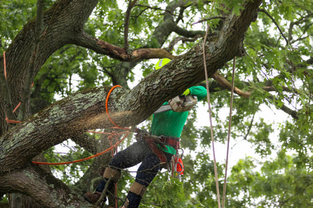 Best Fruit Tree Pruning  in Lmer Heights, PA