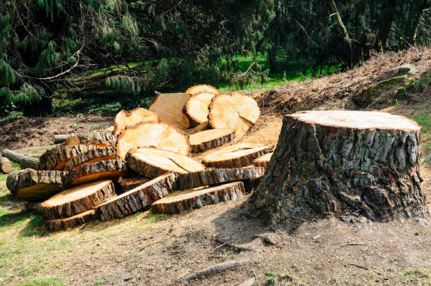 Best Firewood Processing and Delivery  in Lmer Heights, PA